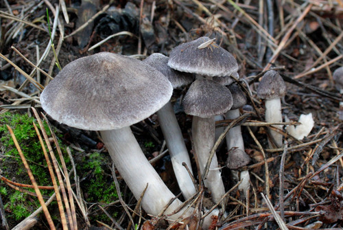 Tricholoma terreum grey knight - tricholoma,