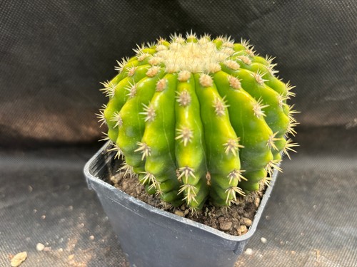 Echinocactus grusonii - echinocactus, v