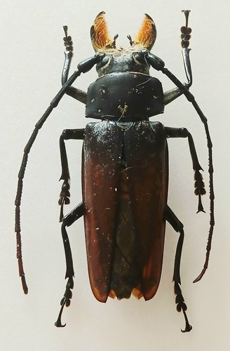 Callipogon barbatus longhorn - callipogon,
