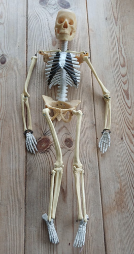 1950s skeleton educational