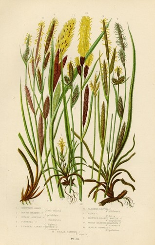 Stampa botanica antica - botanica,