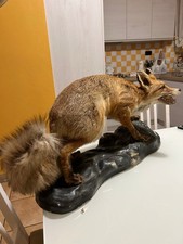 Volpe imbalsamata - imbalsamata,
