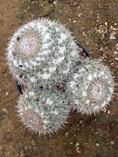 MAMMILLARIA AMAJACENSIS - CACTUS - VASO Ø12