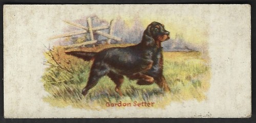 1930 gordon setter dog - 1930, card