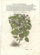 Stampa antica MATTIOLI