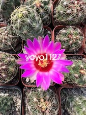 Thelocactus piante di cactus