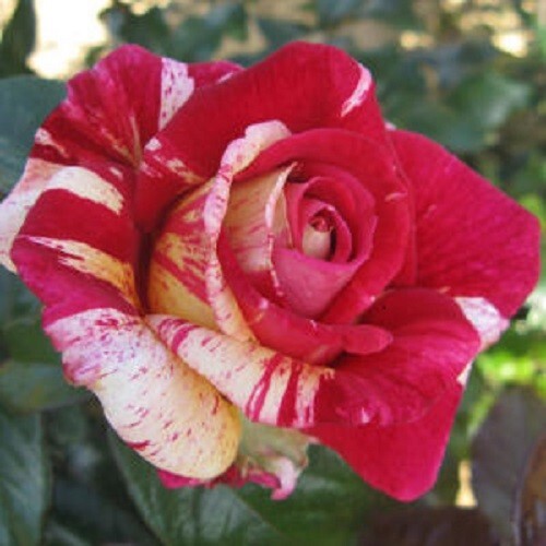 Rosa grandi fiori - rosa,