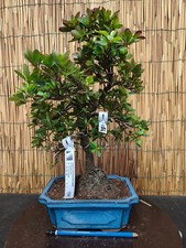 Bonsai di Azalea h 40cm Visita