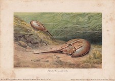 Stampa GRANCHIO A FERRO DI