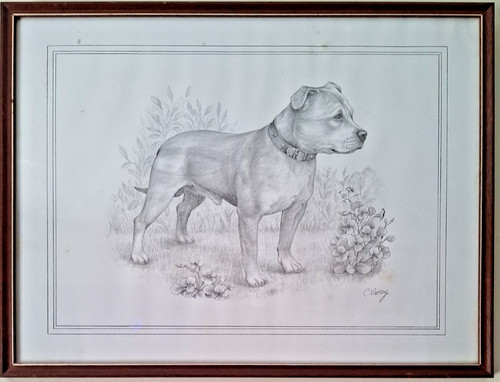Staffordshire bull terrier - staffordshire,