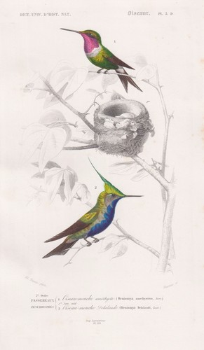 Colibri lophornis colibrì - lophornis,