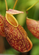 5 SEMI DI NEPENTHES GYMNAMPHORA "Rarissima" -SPEDIZIONE GRATUITA "