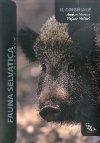 Cinghiale il piviere - il,
