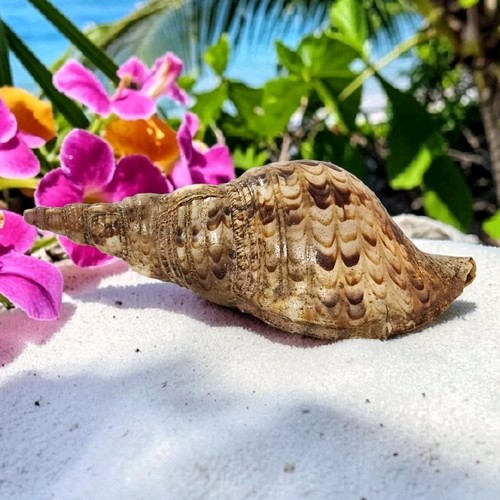 Conchiglia tritone caraibico - tritone,