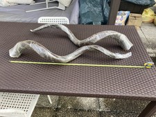 Corna Kudu trofeo di caccia