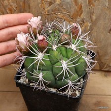 Gymnocalycium saglionis Vaso 9