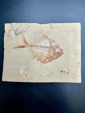 Diplomystus powrei fossil fish – Late Cretaceous Cenomanian Hajoula Lebanon