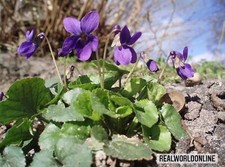 Viola Odorata – 30 Semi – Fiori Profumati, Perenni, Alta Germinabilità