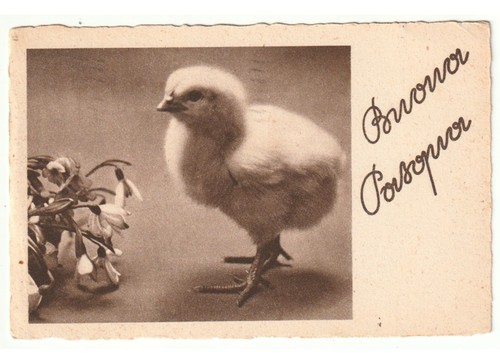 1950 cartolina epoca auguri - cartolina,