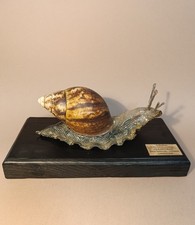 Entomology Taxidermy : Achatina Marginata (Conchiglia Vera) 