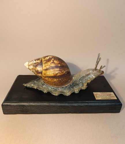 Entomology taxidermy - entomology,