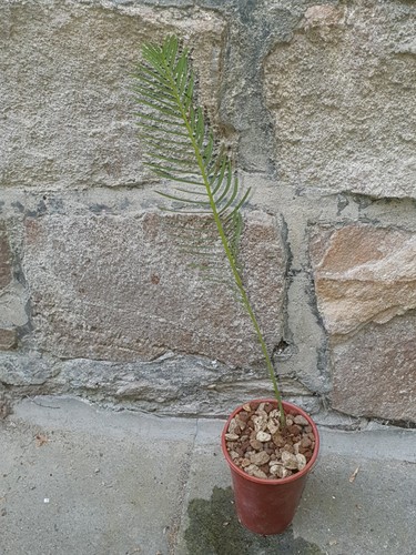 Encephalartos ghellenckii