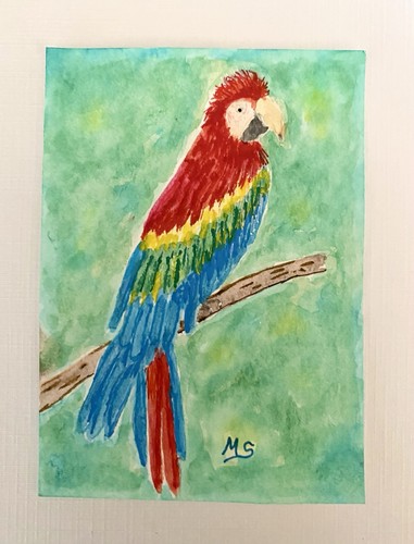 Pappagallo originale aceo - pappagallo,