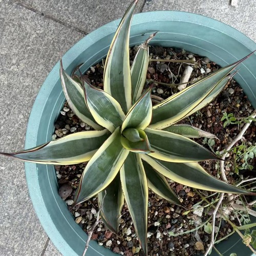 Vendita cactus agave - vendita,