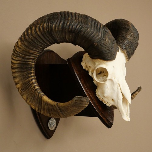 Muflone - (ovis, gmelini