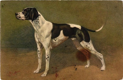 Cpa deutsch kurzhaar - ak, dogs
