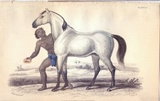 CAVALLO BORNOU ,  di  JARDINE