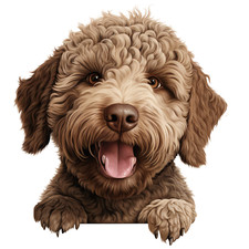 7 adesivi auto Lagotto