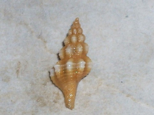Fusinus fioritae rare - fioritae,
