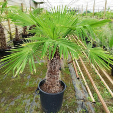 Palma Cinese Di Chusan