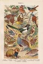 Uccelli Pernice Cardellino
