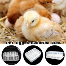 Lucertola serpente rettile