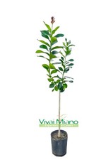 Pianta limone cerza - limone,