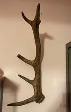 Corno Di Cervo Palco Di Ungulato Naturale Originale Per Arredo Da Appendere