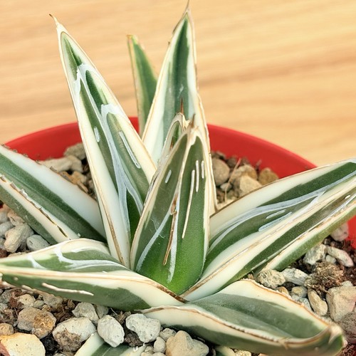 Agave victoriae reginae white - victoriae-reginae, 'white