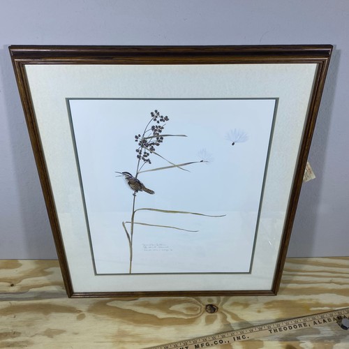 Brenda carter marsh wren - marsh,