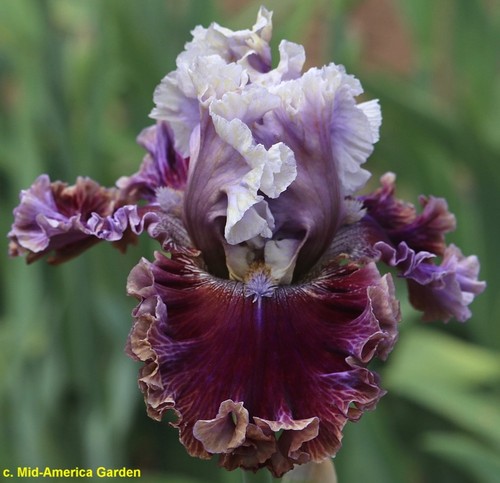 Iris flirty tease t - 'flirty, tease'