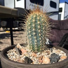 Cereus Braunii – 10 Semi –