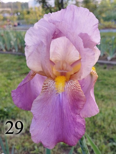 Rizomi iris germanica - 5,