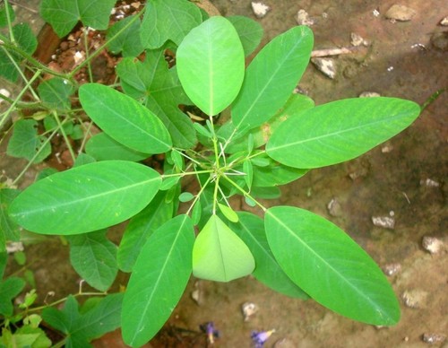Codariocalyx motorius