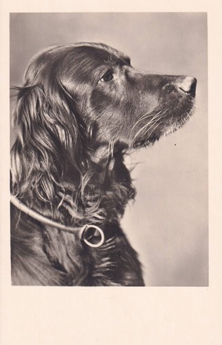 Foto hund irischer setter - foto-ak,