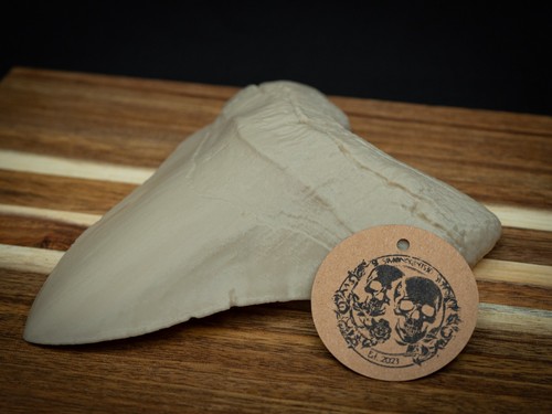 Life size megalodon - size, tooth