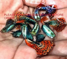 GUPPY FISH DUMBO MOSAICO ROSSO