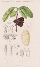 Asimina Triloba Papau Nord America Incisione Botanica Stahlstich Orbigny 1861