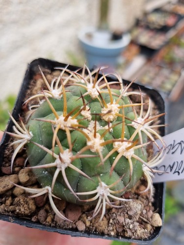Gymnocalycium saglionis cactus - saglionis,