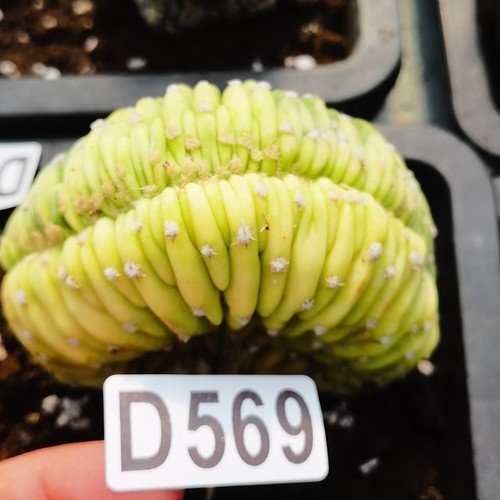 D569------------------